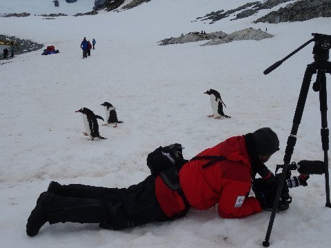 antarctica-2015-gerlache-penguin-1