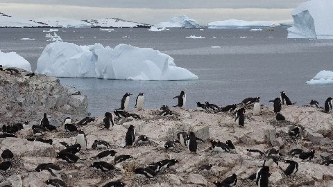 antarctica-2015-gerlache-penguin-3
