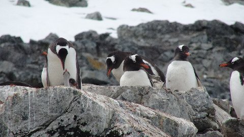 antarctica-2015-gerlache-penguin-4