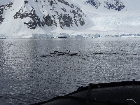 antarctica-2015-gerlache-penguin-5