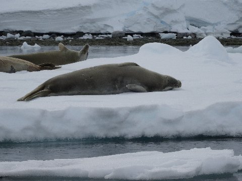 antarctica-2015-gerlache-seals-1
