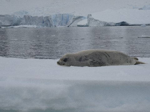antarctica-2015-gerlache-seals-2
