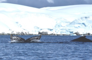 antarctica-2015-whales