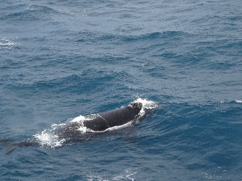 antarctica-right-whale-1
