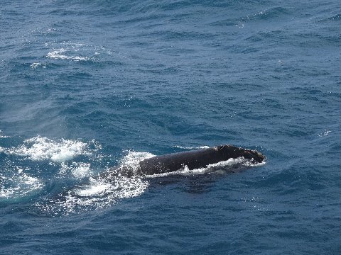 antarctica-right-whale-2