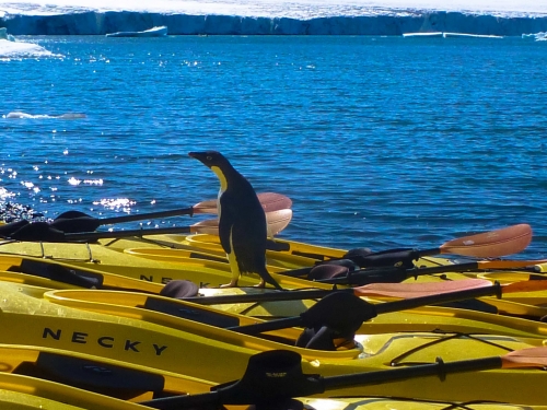 brown-bluff-penguin-kayak