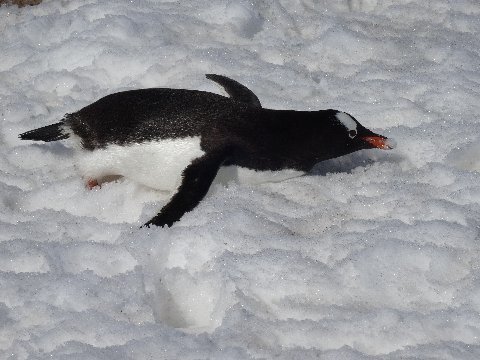 neumayer-penguin-cool-off