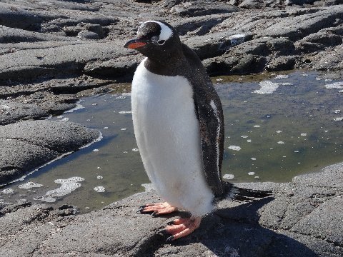 neumayer-penguin-feet