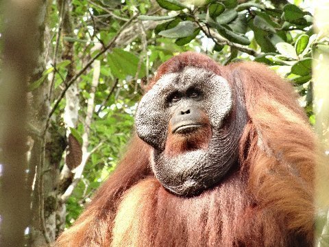 Visiting with Orangutans at Pondok Tanggui National Park - The World