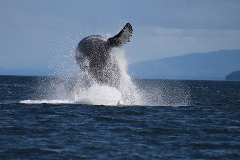 Whale Watching at Point Adolphus - The World