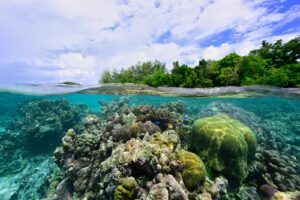 split shot of coral reef underwater and sky above water