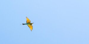 yellow and green hummingbird in the air