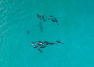 aerial view of dolphin pod in ocean