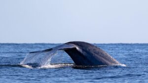 Whale tail surfacing in ocean