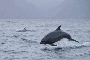 Dolphins jumping out of water