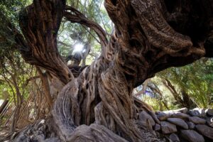 Unique old tree with roots above ground