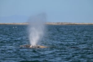 Whale surfacing and blowing water in ocean