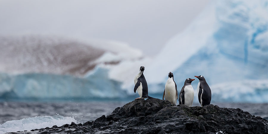 penguins on rock