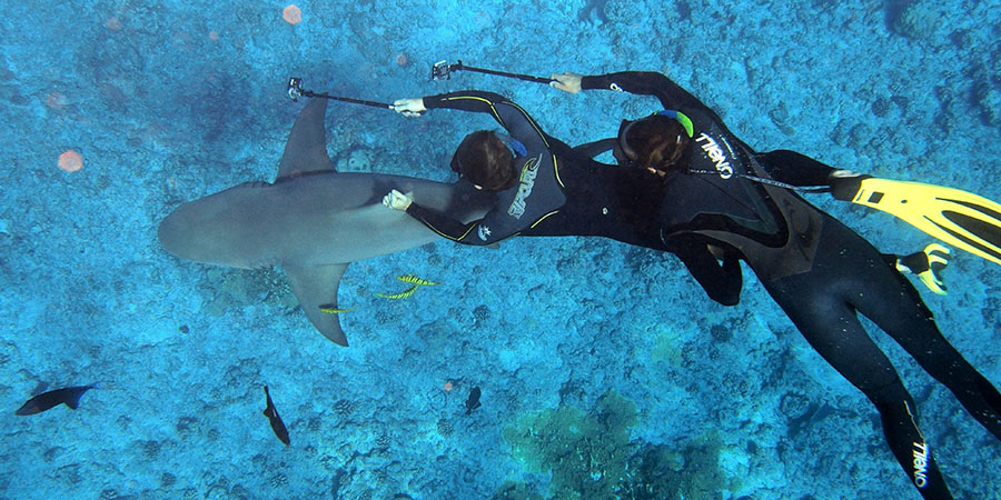 two people snorkeling with shark