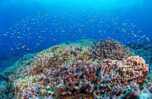 3a7f6d57-22c6-435d-b92d-5629d14f2fad Small fish swimming around coral reef