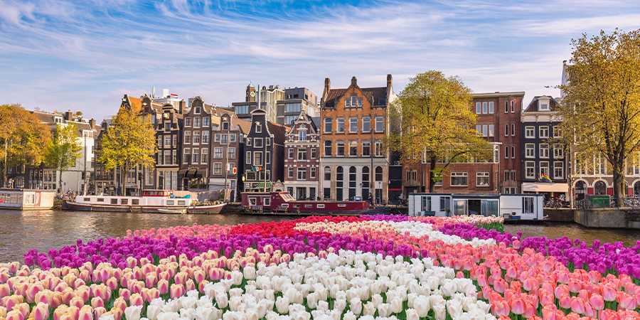 colorful flowers in front of buildings