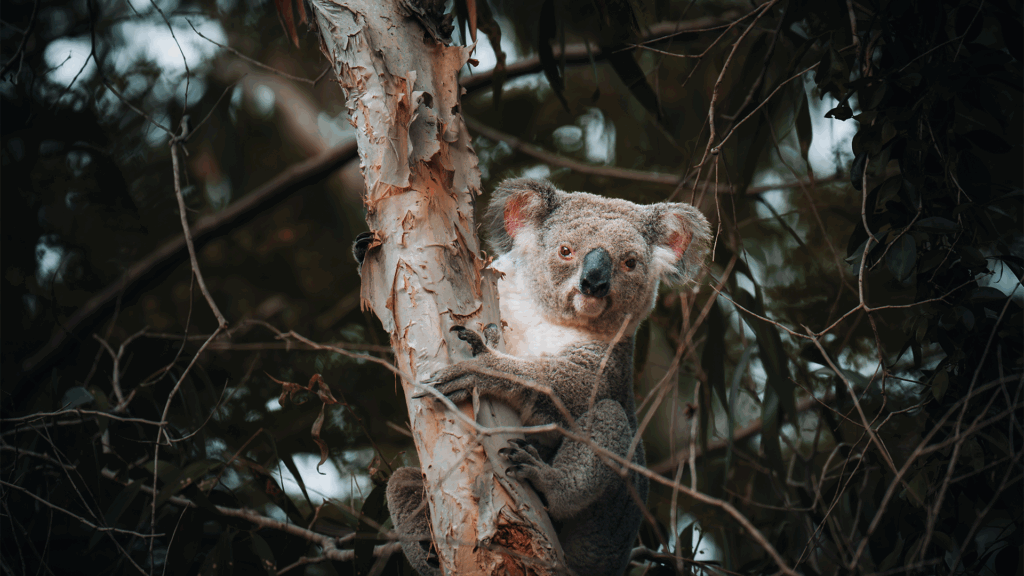 Koala bear in a tree