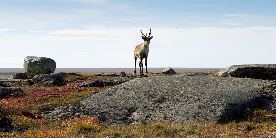 Caribou on a rock