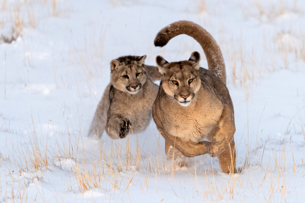 two pumas running in the snow
