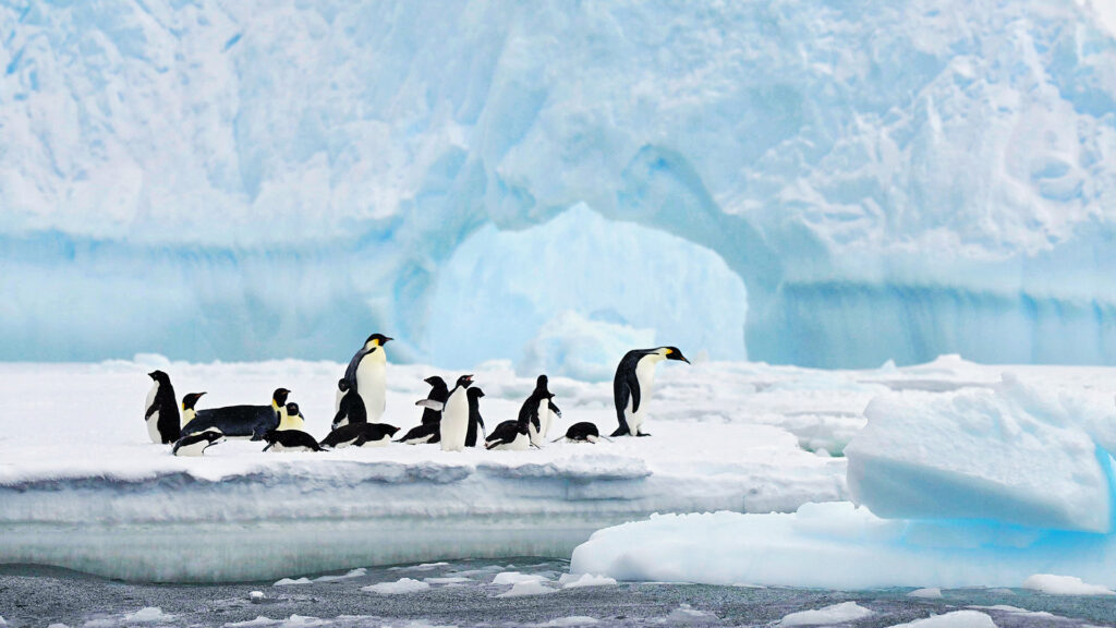 Penguins on floating ice