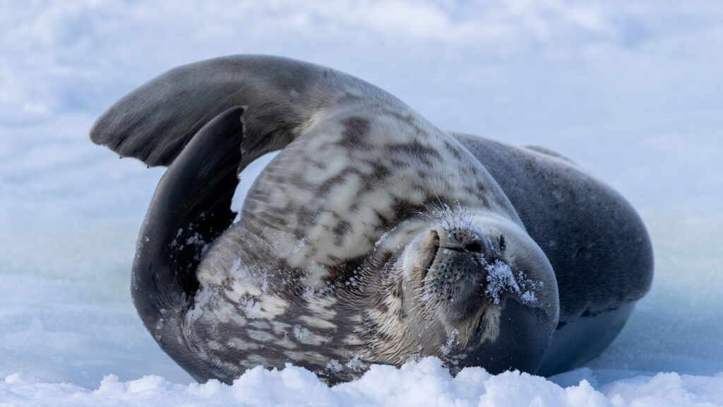 Seal laying in the snow