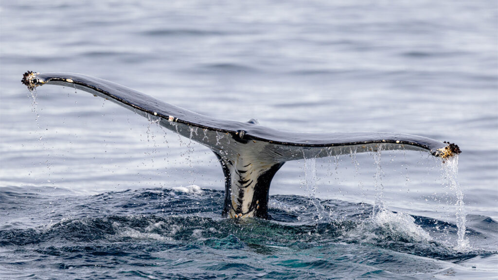 Whale tail coming out of water