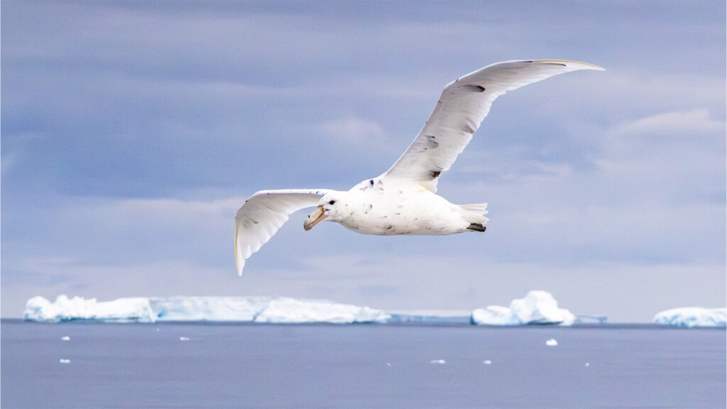 Seagull flying in Albratross