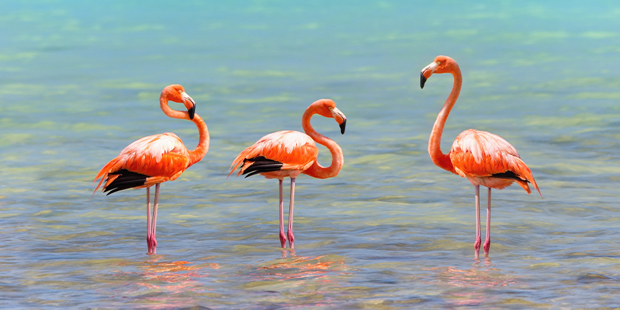 Flamingos in Deshaies, Basse-Terre, Guadeloupe​